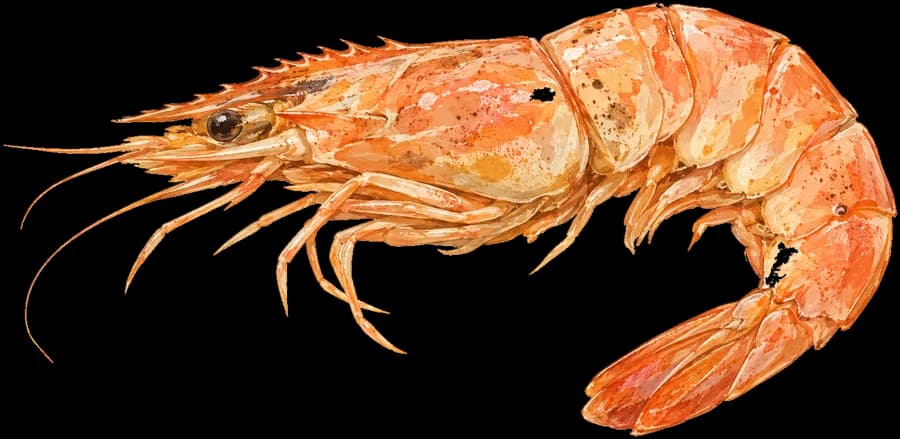 Painted Shrimp