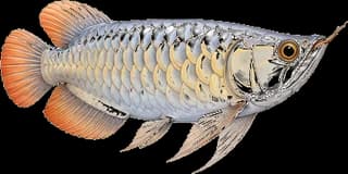 Large fish