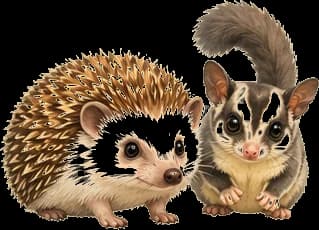 Small pets