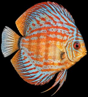 Tropical fish